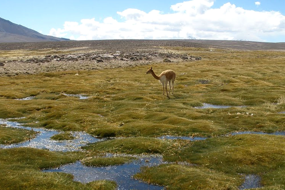 Arica – Putre - Lauca National Park -  Surire Salt Flat – Arica - Putre - Lauca National Park - Surire Salt Flat - Isluga Volcano National Park - Colchane - Huara - Iquique Isluga Volcano National Par