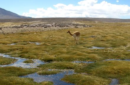 Arica – Putre - Lauca National Park -  Surire Salt Flat – Arica - Putre - Lauca National Park - Surire Salt Flat - Isluga Volcano National Park - Colchane - Huara - Iquique Isluga Volcano National Par